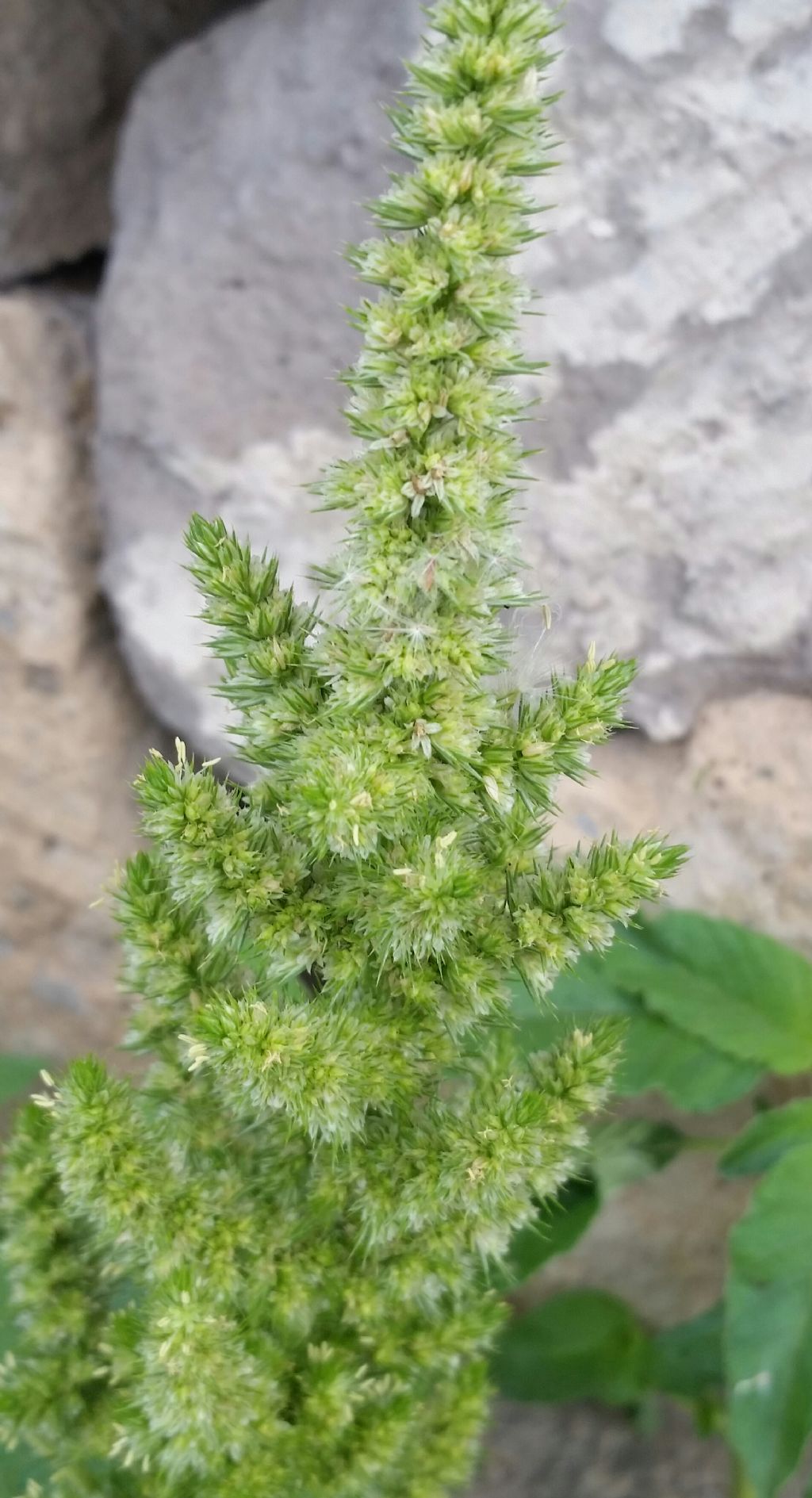 Amaranthus retroflexus?